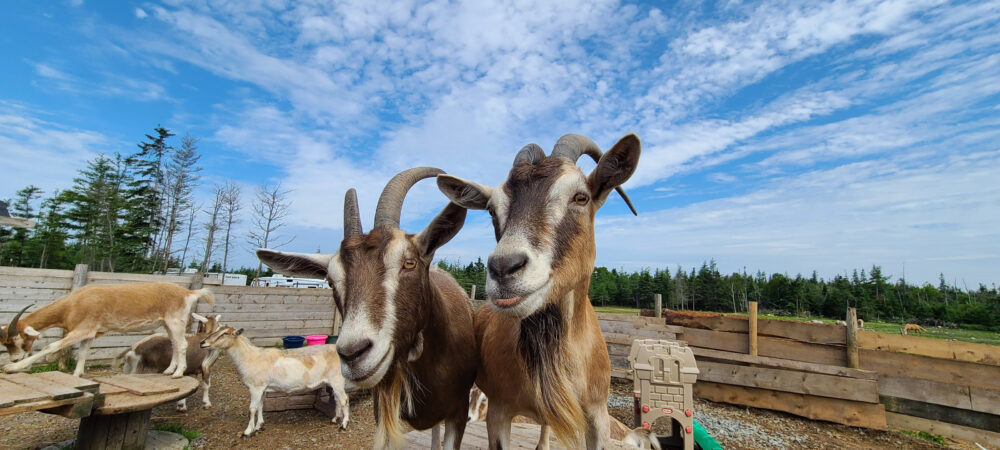 Ataraxy Farm image